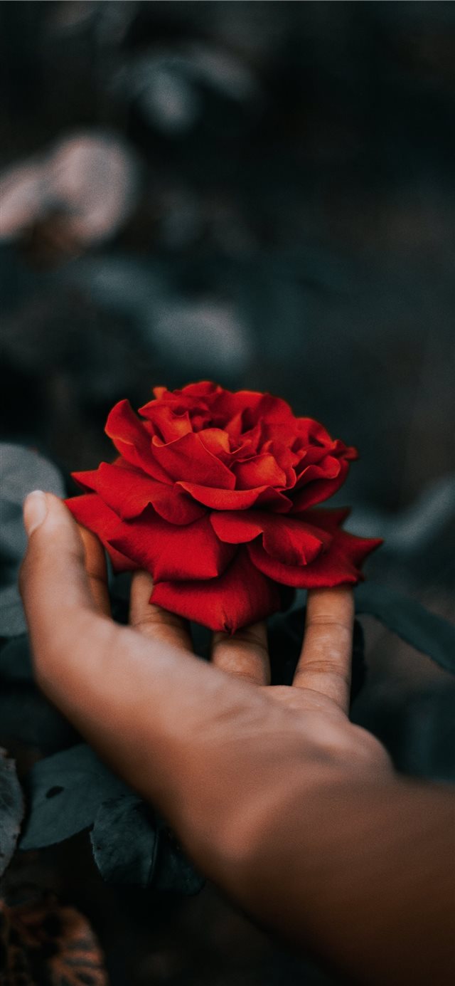 Detail Background Iphone X Nomer 39