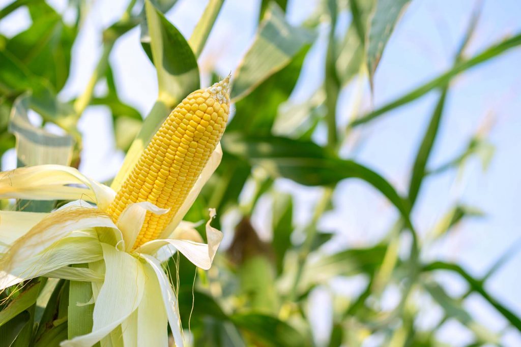 Detail Background Jagung Nomer 27