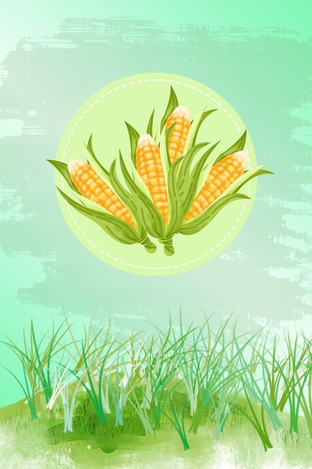 Detail Background Jagung Nomer 51