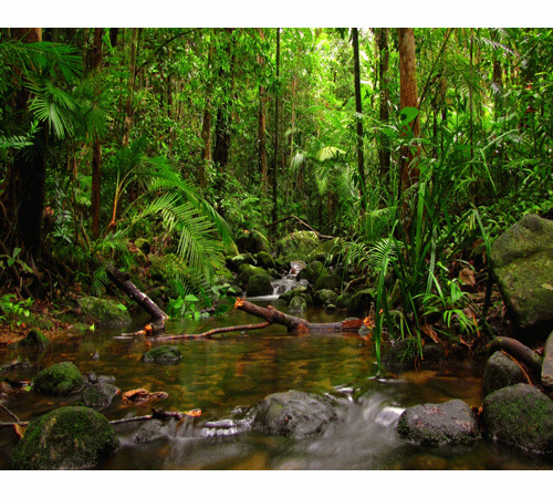 Detail Background Jungle Nomer 29