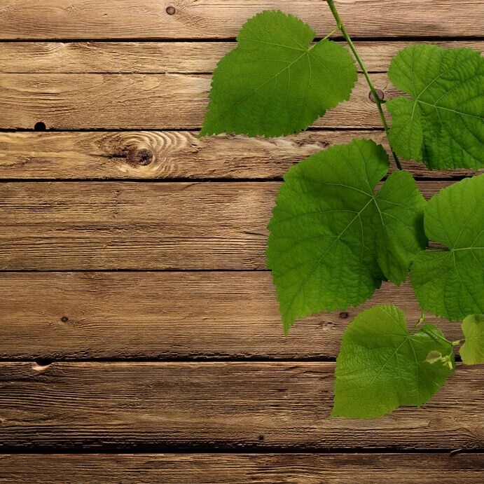 Detail Background Kayu Dan Daun Nomer 20