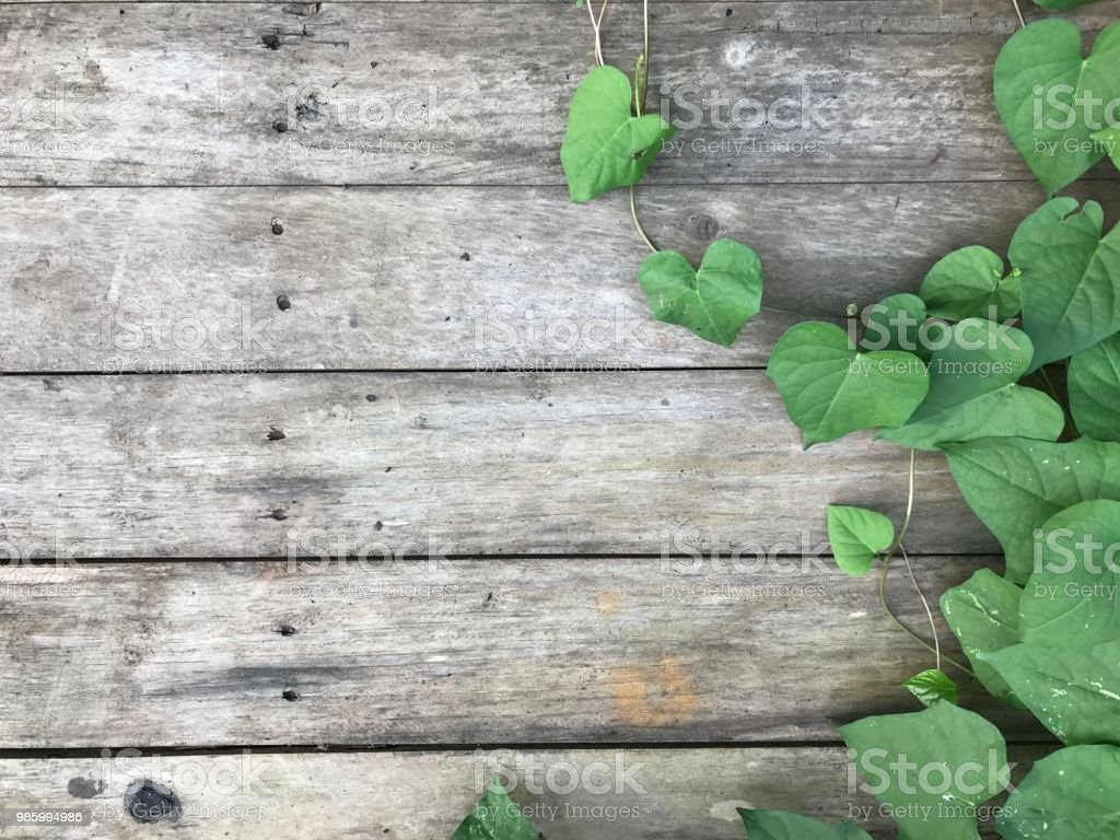 Detail Background Kayu Dan Daun Nomer 46