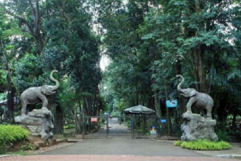 Detail Background Kebun Binatang Nomer 13