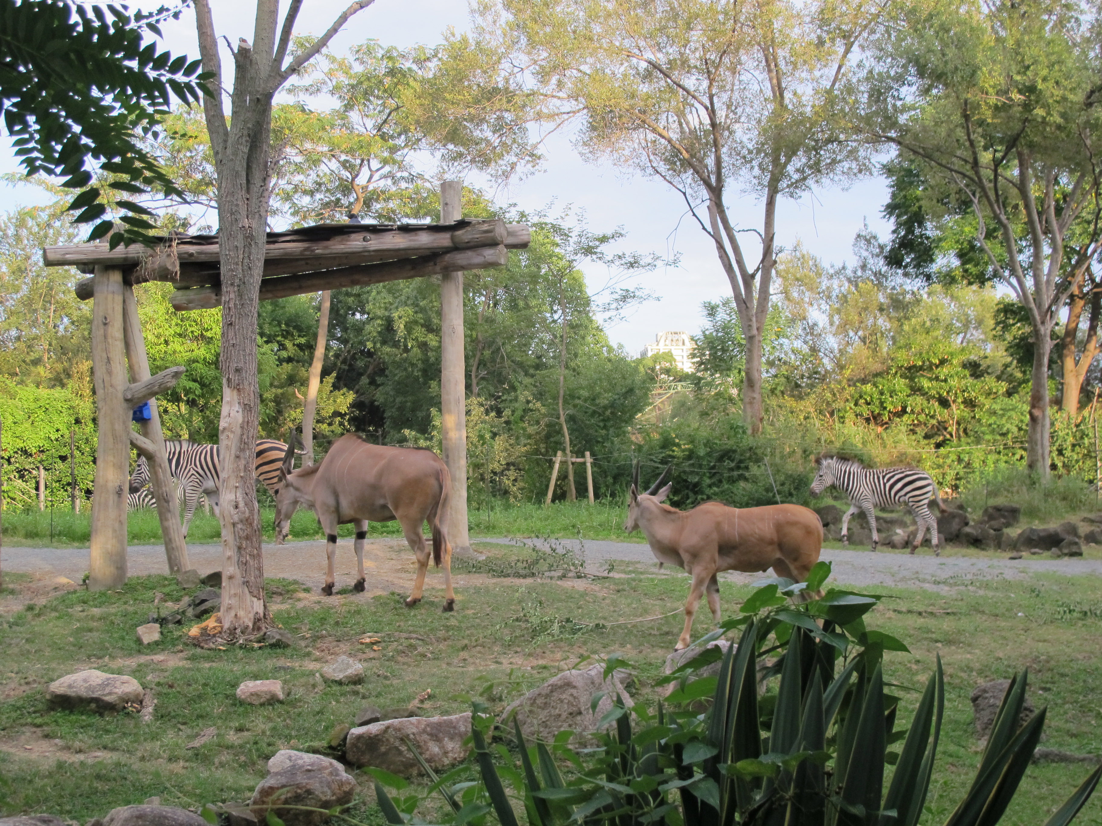 Detail Background Kebun Binatang Nomer 32