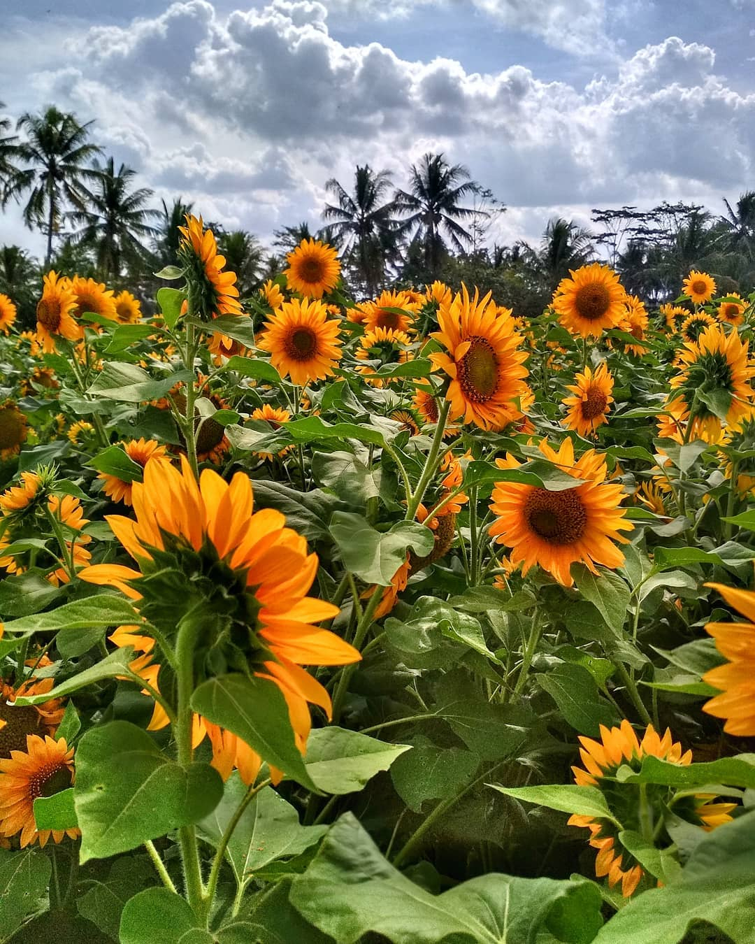 Detail Background Kebun Bunga Nomer 21