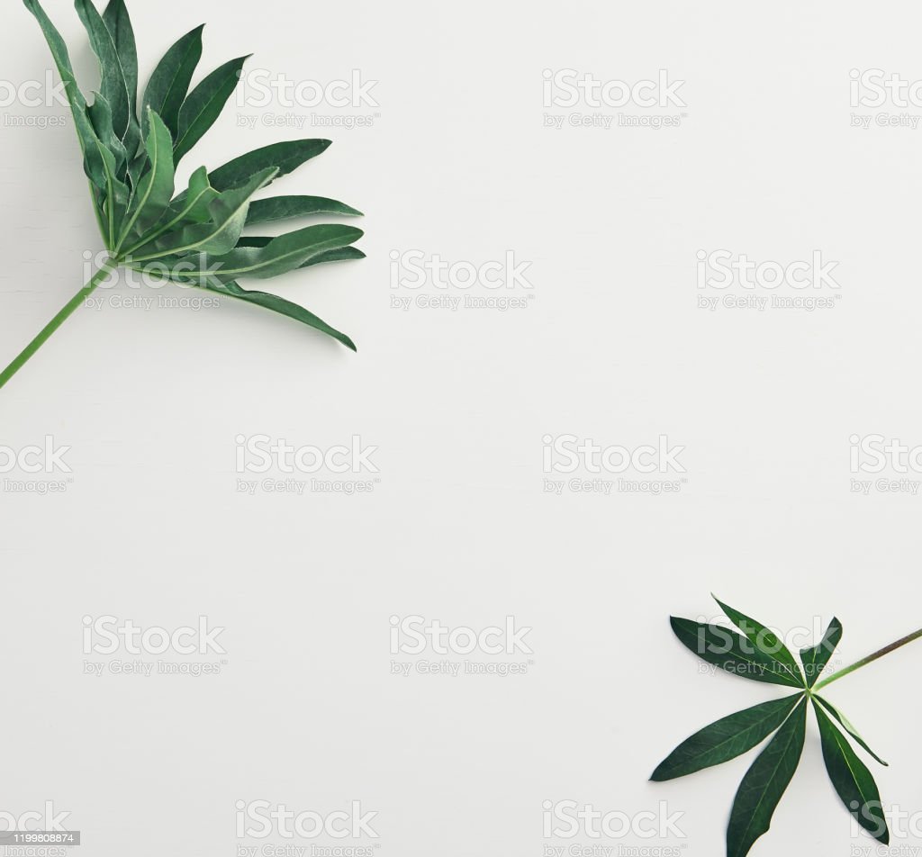 Detail Background Keren Gambar Daun Daun Putih Nomer 47