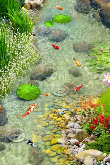 Detail Background Kolam Ikan Nomer 2