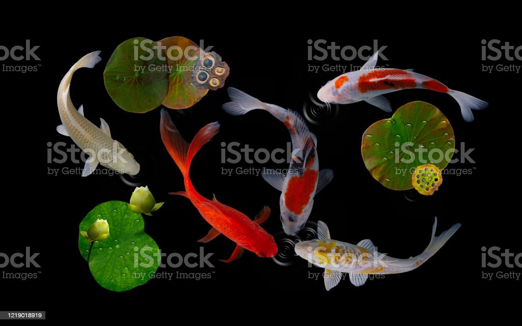 Detail Background Kolam Ikan Nomer 46