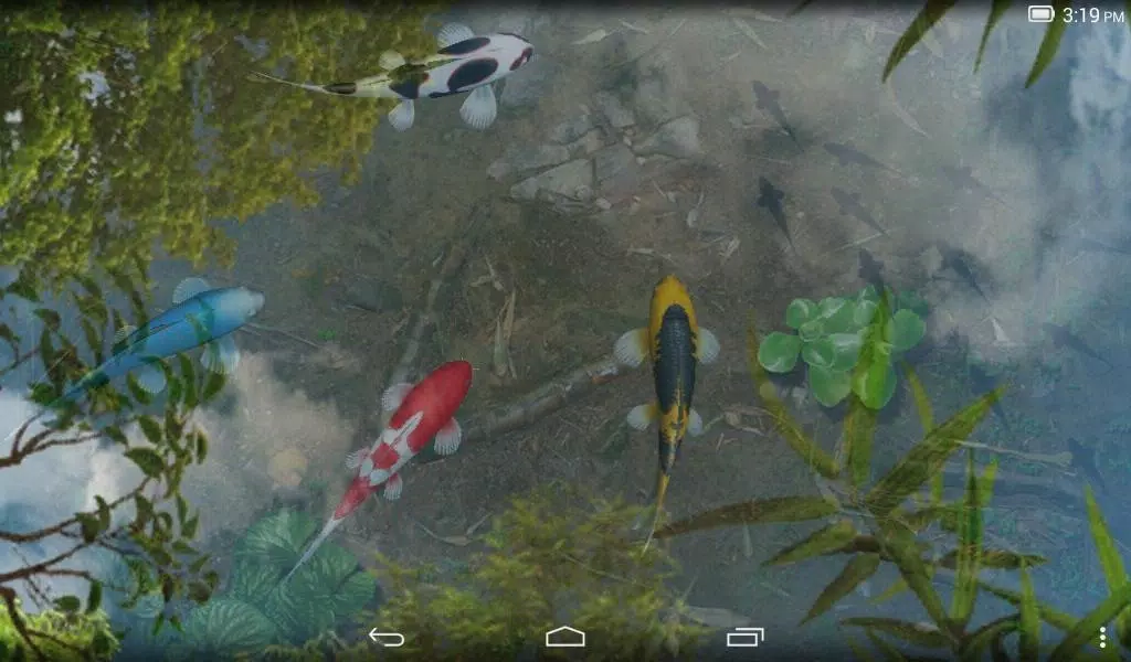 Detail Background Kolam Ikan Nomer 51