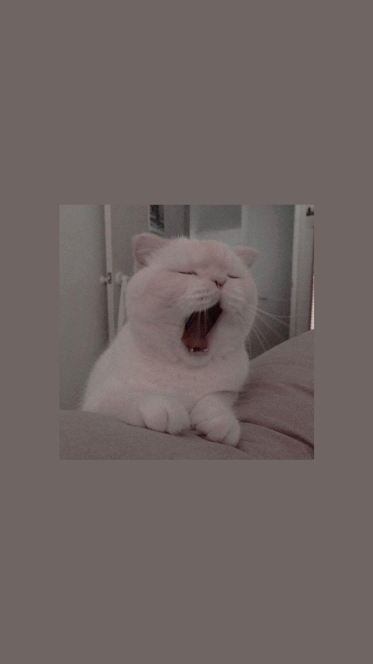 Detail Background Kucing Comel Nomer 39