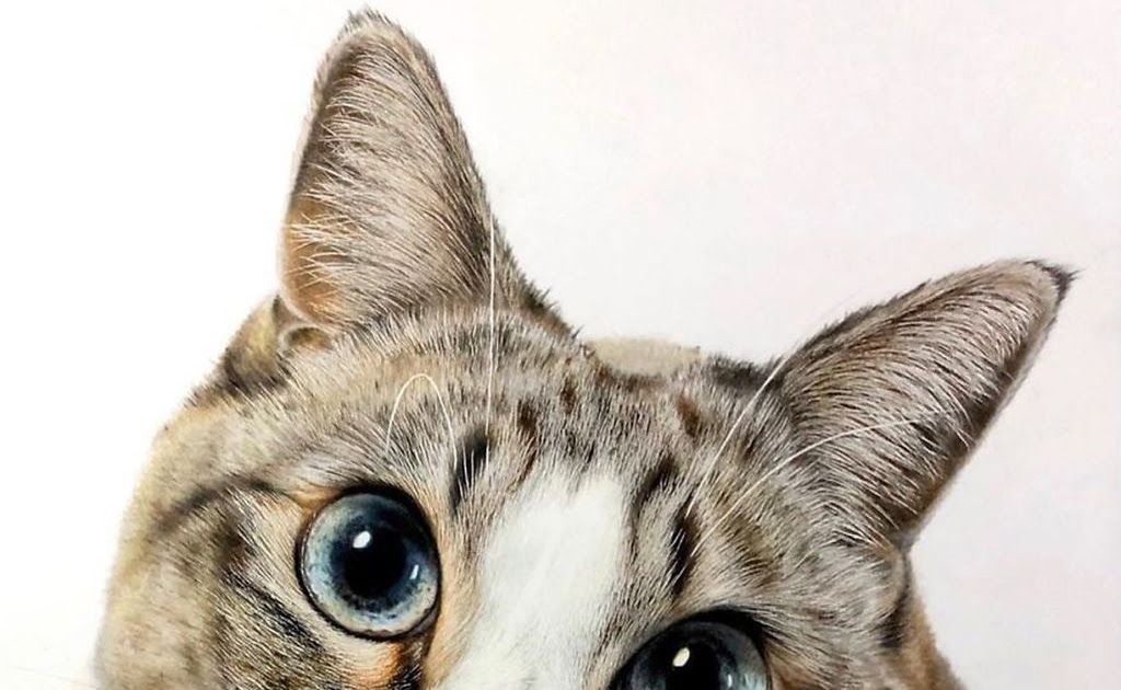 Download Background Kucing Comel Nomer 50