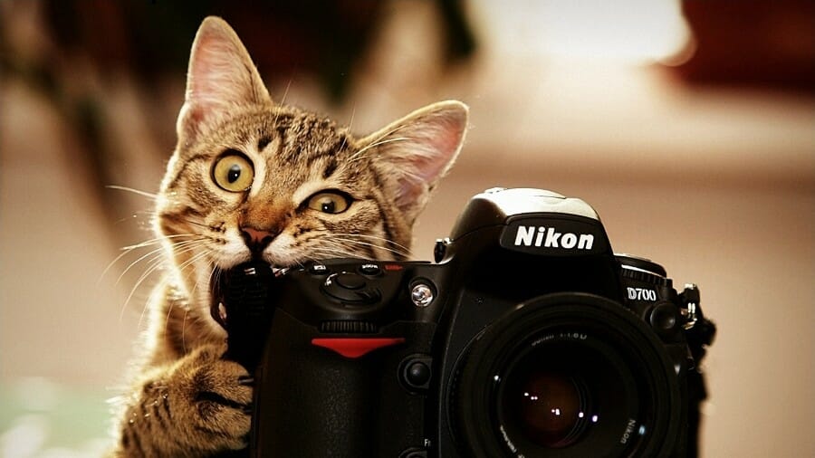 Detail Background Kucing Comel Nomer 52