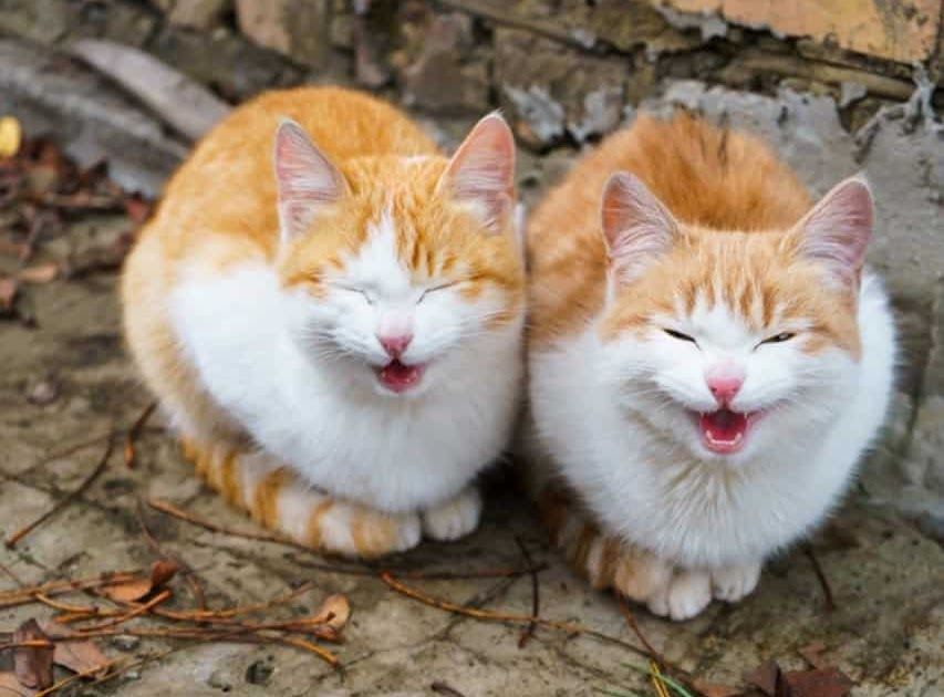 Detail Background Kucing Lucu Nomer 11