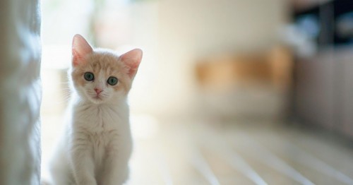 Detail Background Kucing Lucu Nomer 14