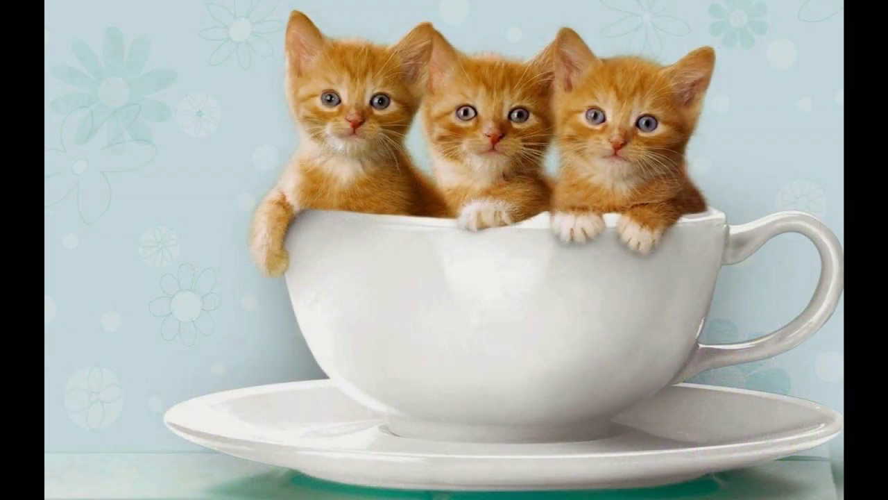 Detail Background Kucing Lucu Nomer 18