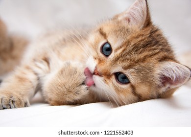 Detail Background Kucing Lucu Nomer 19