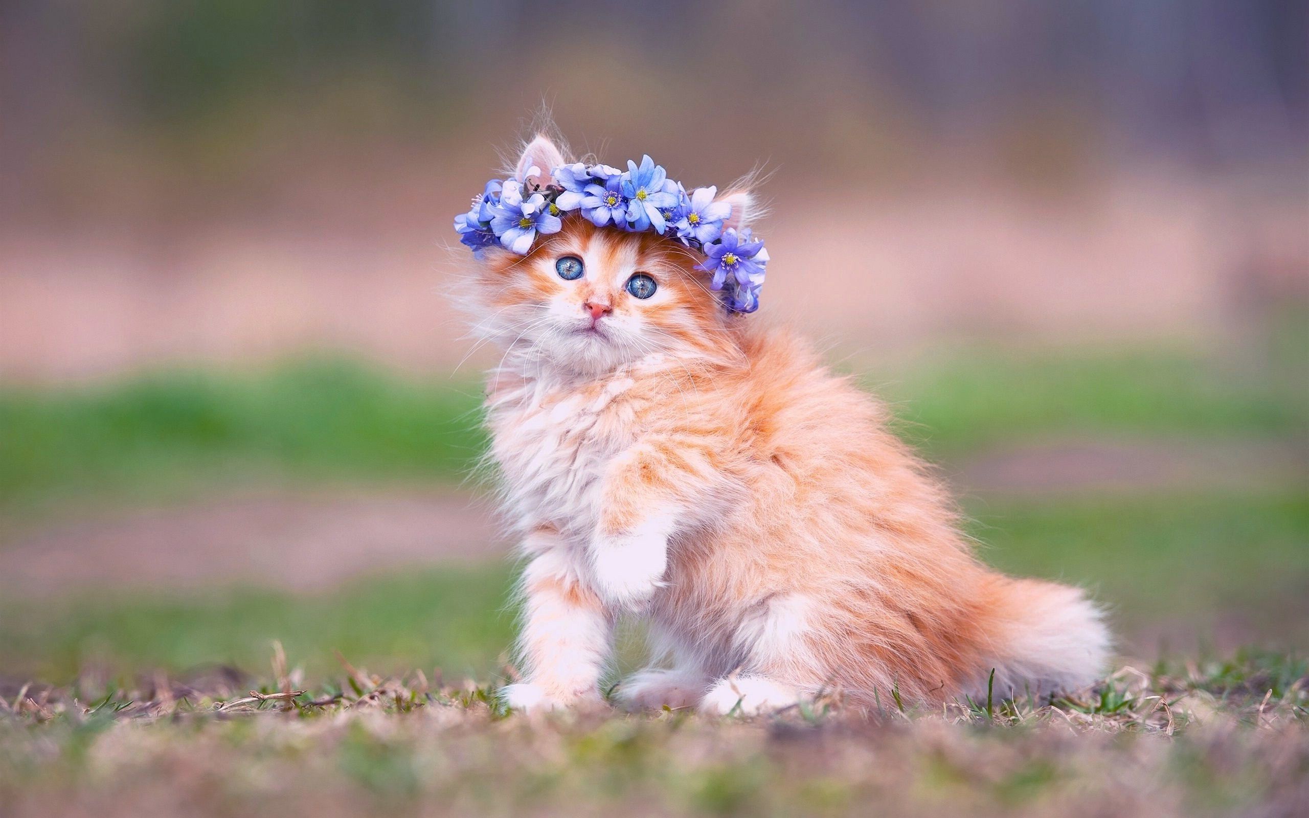 Detail Background Kucing Lucu Nomer 24