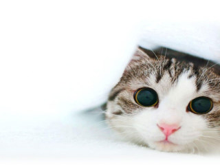 Detail Background Kucing Lucu Nomer 27