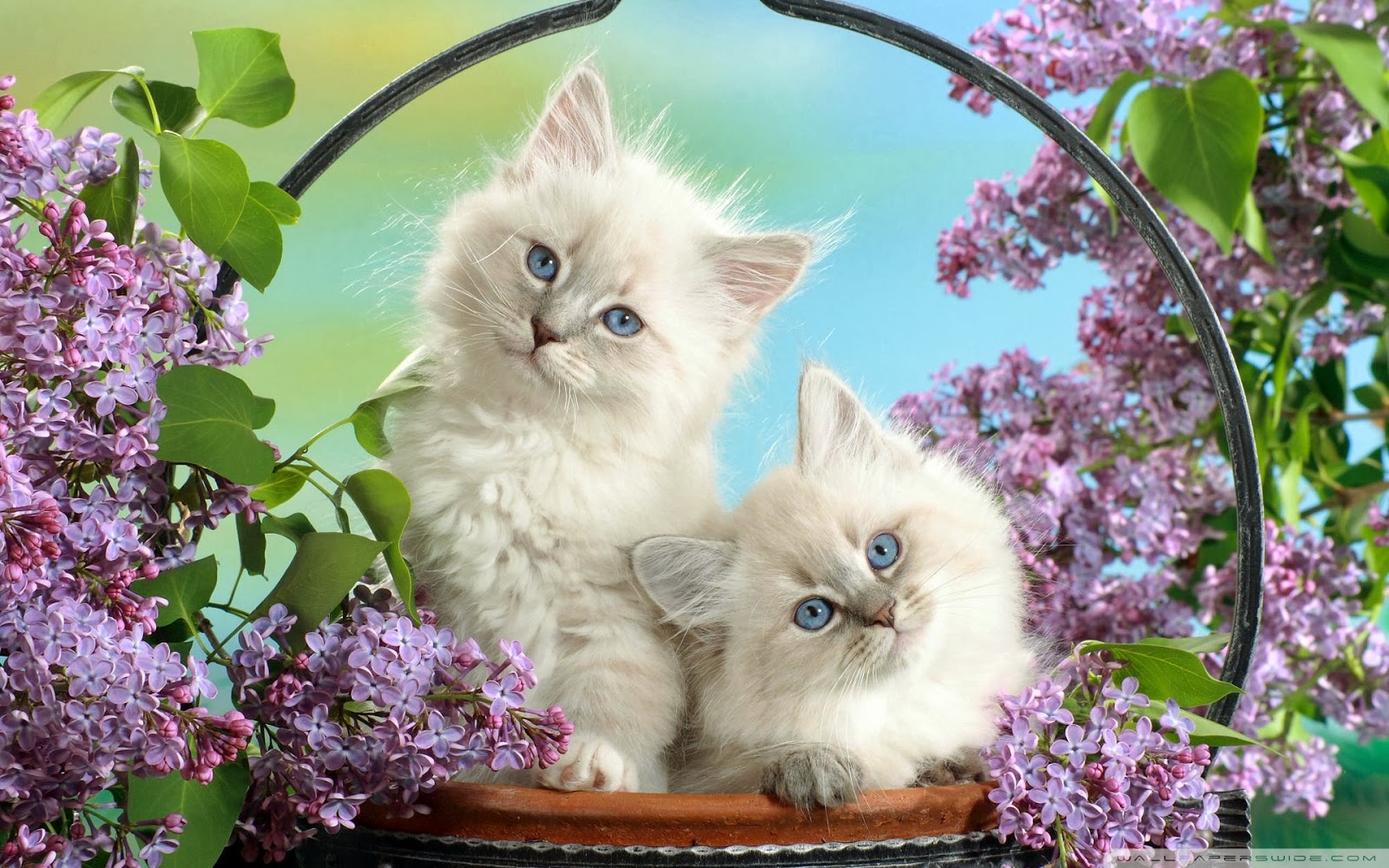 Detail Background Kucing Lucu Nomer 34