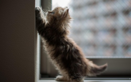 Detail Background Kucing Lucu Nomer 35