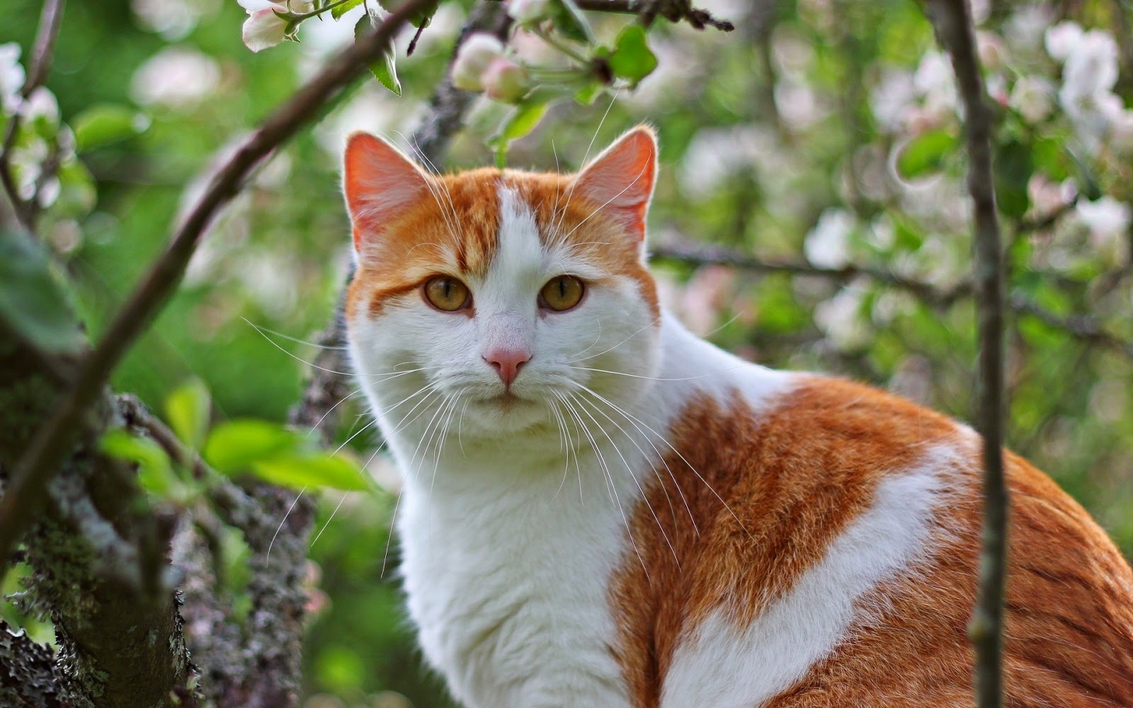 Detail Background Kucing Lucu Nomer 37