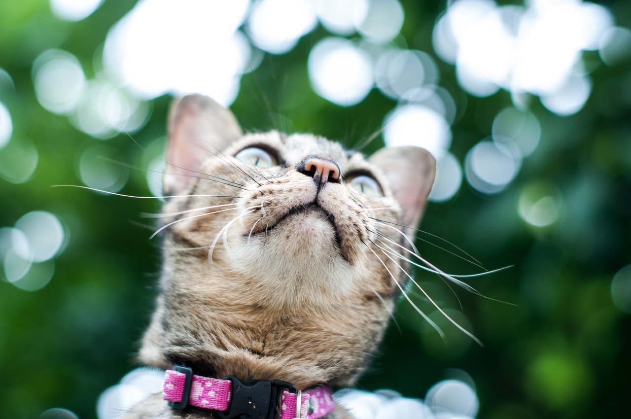 Detail Background Kucing Lucu Nomer 38