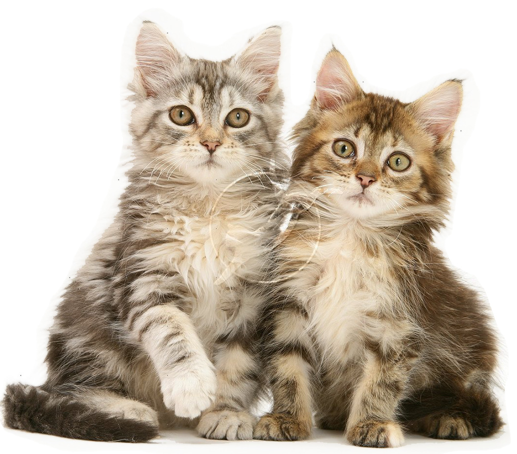 Detail Background Kucing Lucu Nomer 5