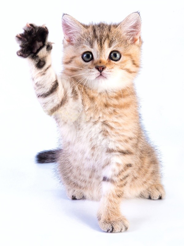 Detail Background Kucing Lucu Nomer 40