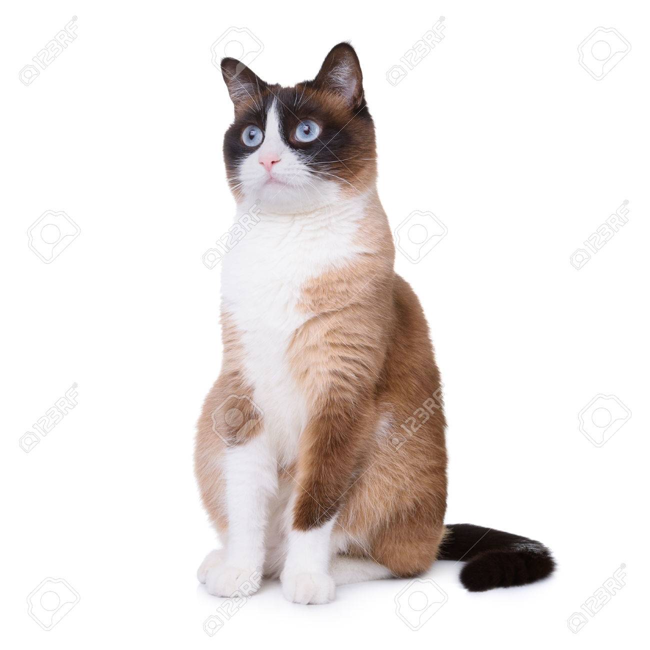 Detail Background Kucing Lucu Nomer 43