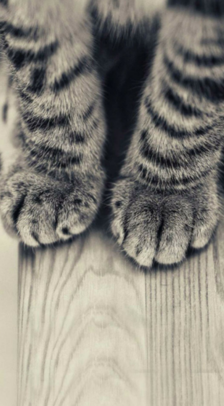 Detail Background Kucing Lucu Nomer 45