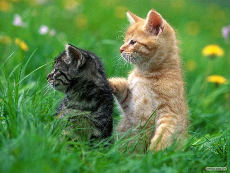 Detail Background Kucing Lucu Nomer 6