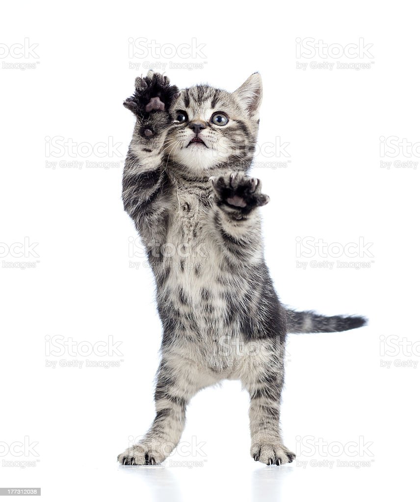 Detail Background Kucing Lucu Nomer 49