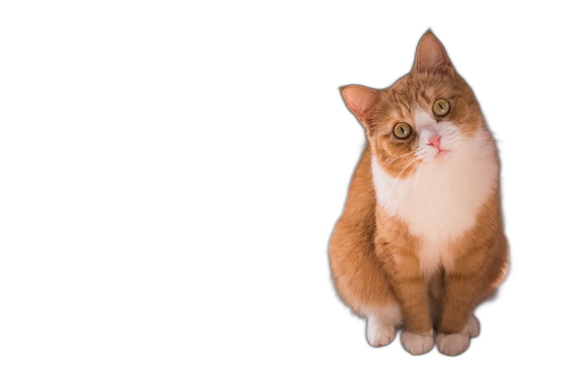 Detail Background Kucing Lucu Nomer 50