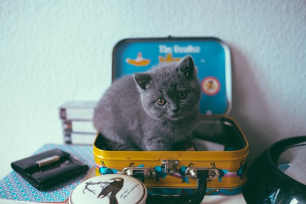 Detail Background Kucing Lucu Nomer 51