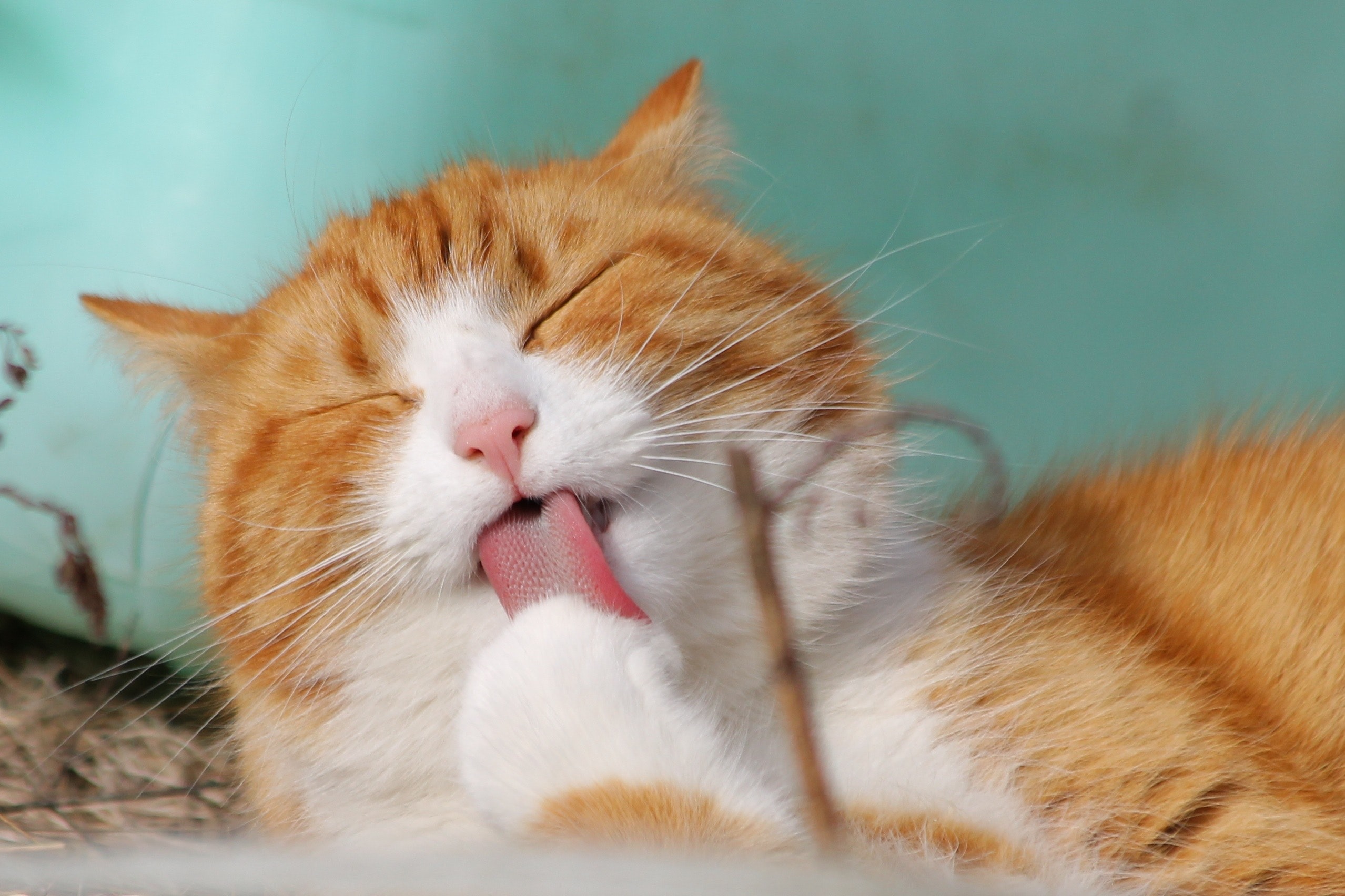 Detail Background Kucing Lucu Nomer 52