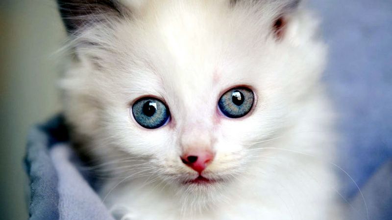 Detail Background Kucing Lucu Nomer 56