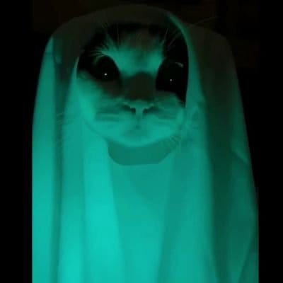 Detail Background Kucing Lucu Nomer 57