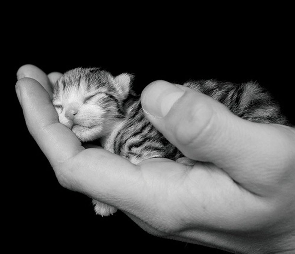 Detail Background Kucing Lucu Nomer 58
