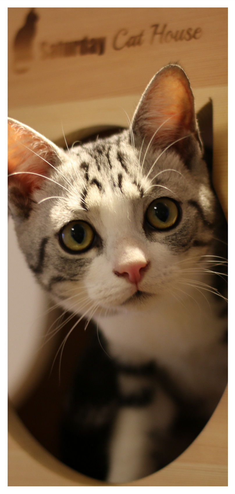 Detail Background Kucing Lucu Nomer 8