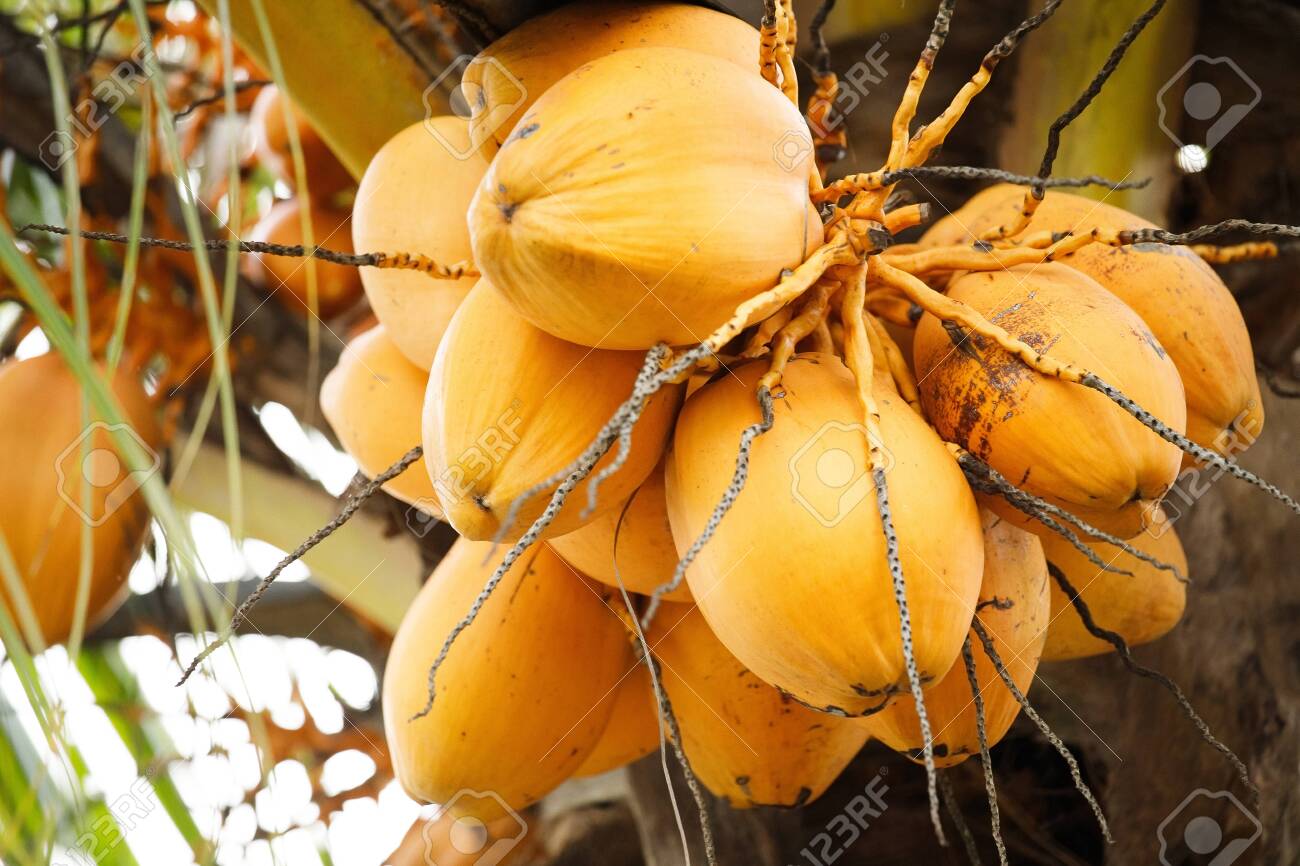 Detail Background Kuning Gading Nomer 24