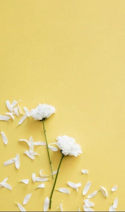 Detail Background Kuning Soft Nomer 25
