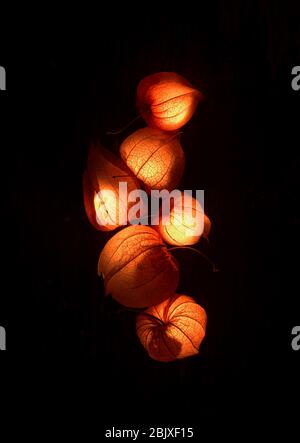 Detail Background Lampion Nomer 45