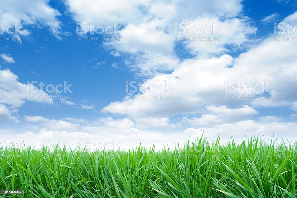 Detail Background Langit Dan Rumput Nomer 19