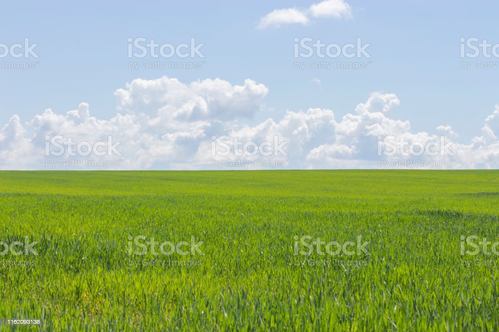 Detail Background Langit Dan Rumput Nomer 34