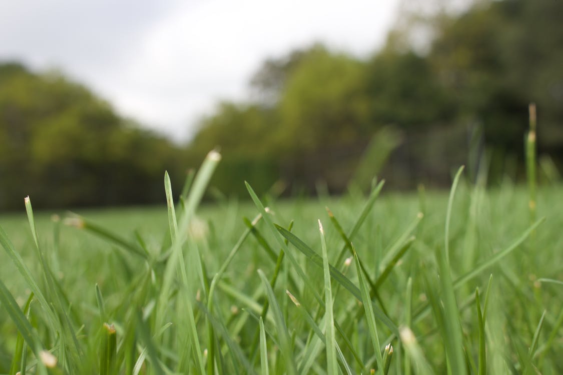 Detail Background Lapangan Hijau Nomer 44