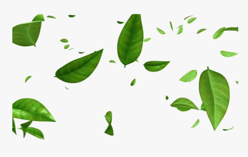 Detail Background Leaf Png Nomer 5