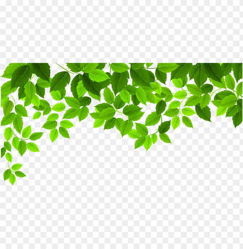 Detail Background Leaf Png Nomer 8