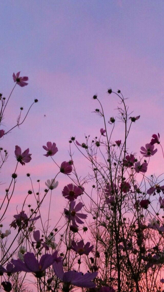 Detail Background Lilac Nomer 22