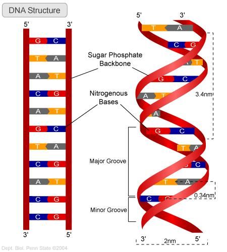 Detail Dna Struktur Nomer 7