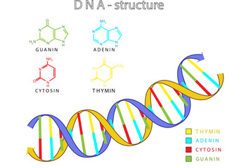 Detail Dna Struktur Nomer 16